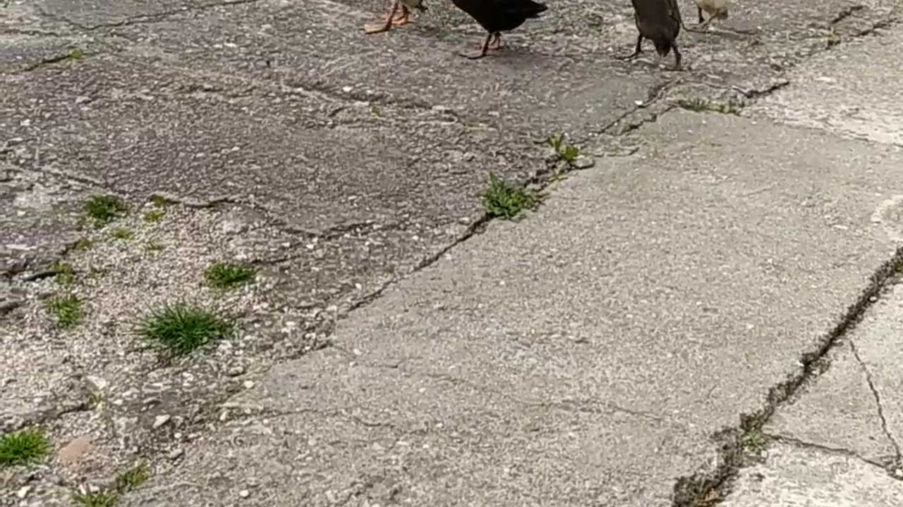 Ballerina ducks