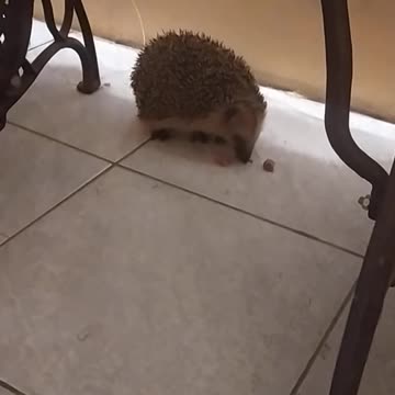 Wild hedgehog in my house