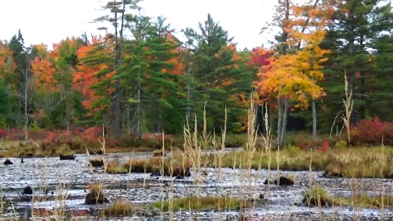 Fall Foliage