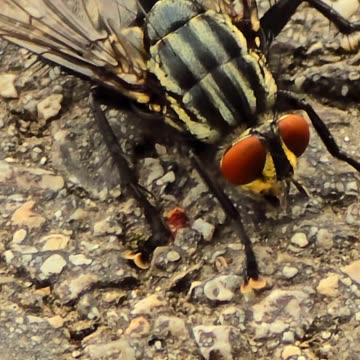 Close-up of a fly / close-up of an injured fly.