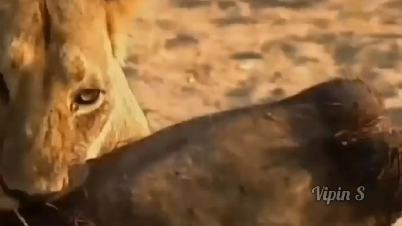 Wild life; Lion vs Buffalo battles