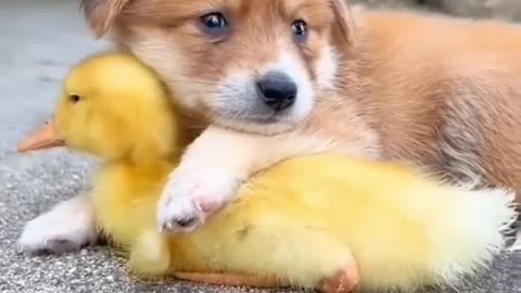 Cute baby animals Videos Compilation cute moment of the animals - Cutest Animals On Earth