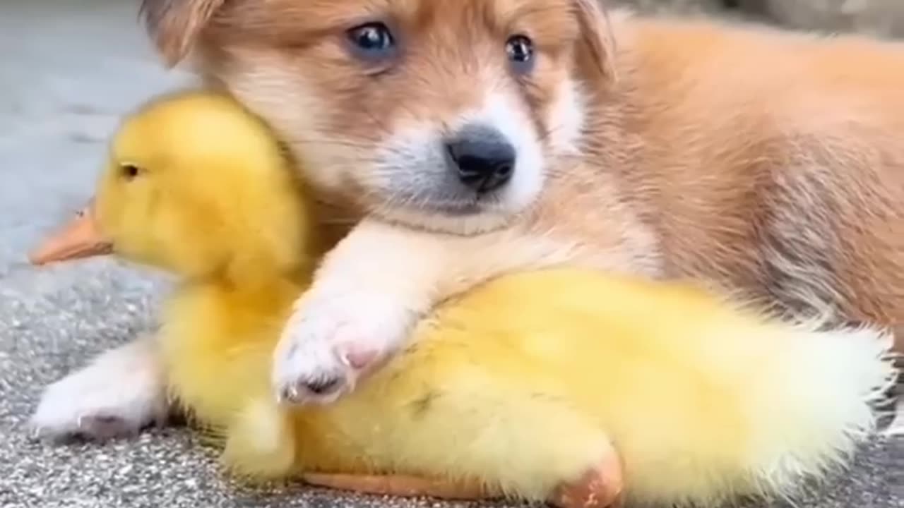 Cute baby animals Videos Compilation cute moment of the animals - Cutest Animals On Earth