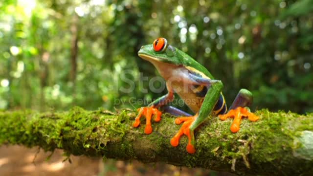 Red-eyed tree frog in its natural habitat in the Caribbean rainforest❤️🥰