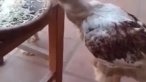 Funny chicken