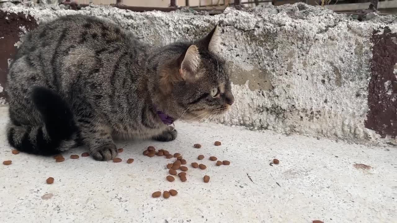 Beautiful pet cat thrown into the street is very hungry