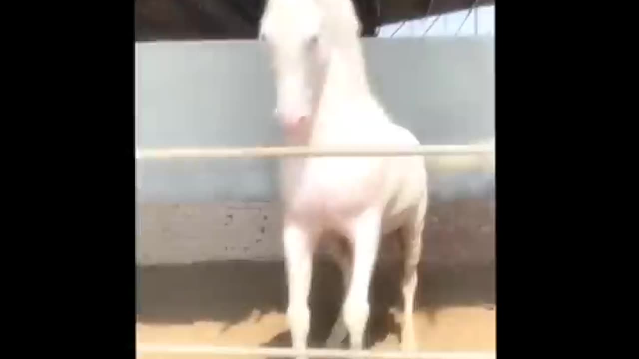 Most badass horse glow ups😈 - amazing beautiful horses glowup