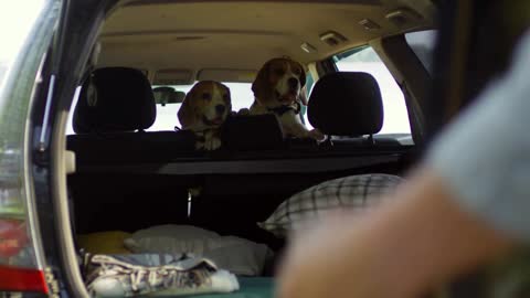 dogs sitting in backseat and looking at owners when they putting backpacks before ride