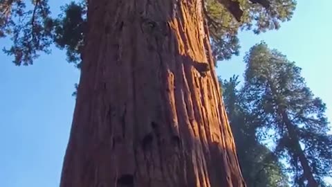 🤯 BIGGEST TREE EVER 😨