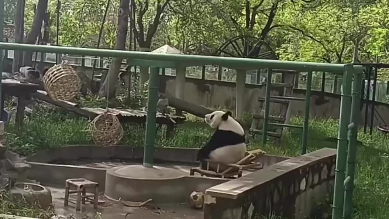 Funny vines | Funny Panda Video | Panda cannot handle the sittings