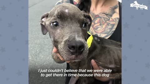 Starving Pittie Transforms Into The Bounciest Puppy | The Dodo Pittie Nation