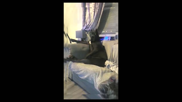 FUNNY AND HILARIOUS MOMENTS OF PETS ON TIKTOK COMPILATION | LIFE VIRAL