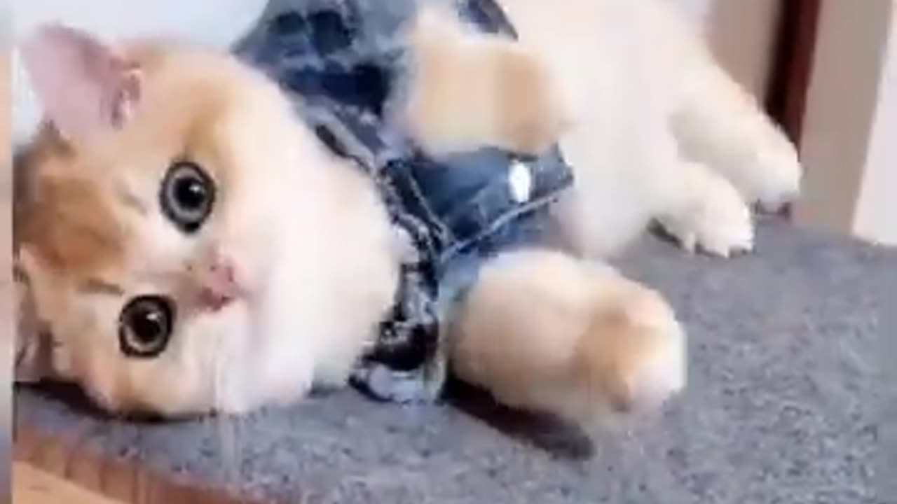Cute and Funny Cat Videos