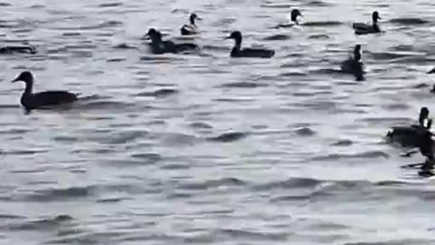 Ducks ocean