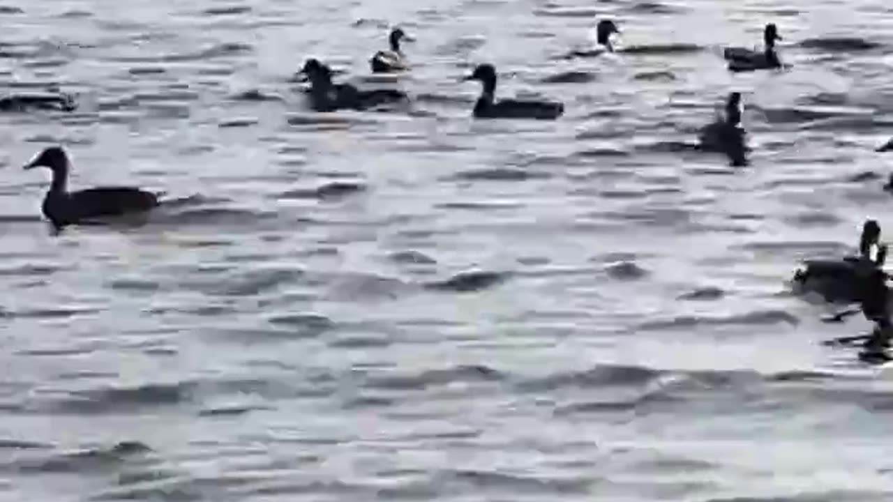 Ducks ocean