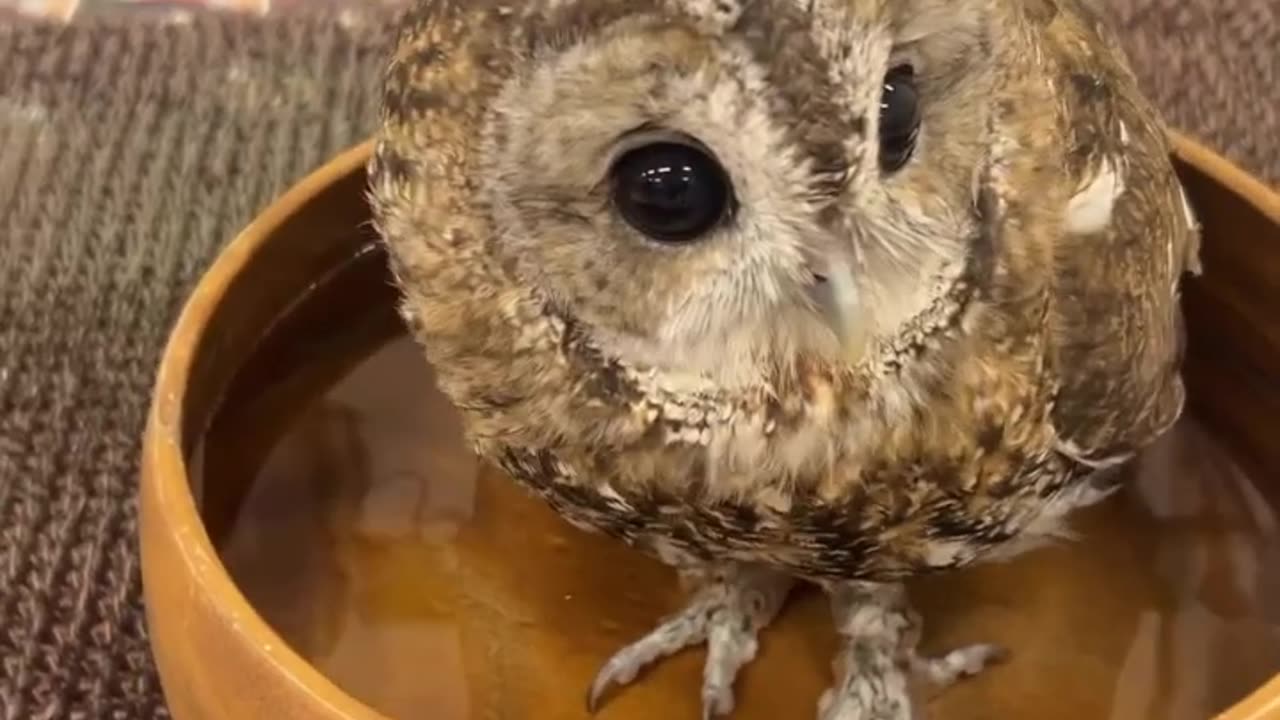 cute & funny owl 🦉 #cuteanimals #funnyanimals