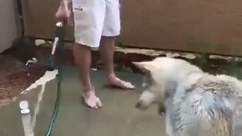 In the car wash, this dog ran over to play with the water, so cute, puppy happy is good