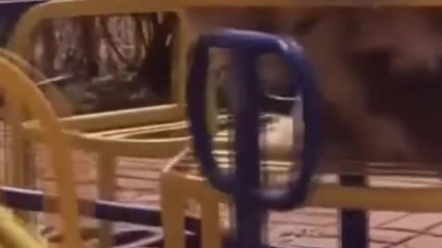 Funny dogs playing merry-go-round.