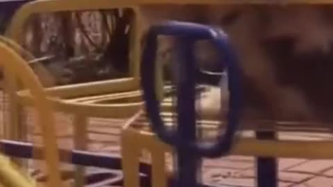 Funny dogs playing merry-go-round.