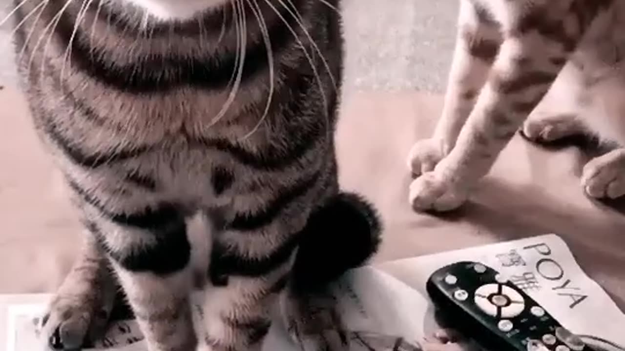 Cute cat comedy video😂🤣