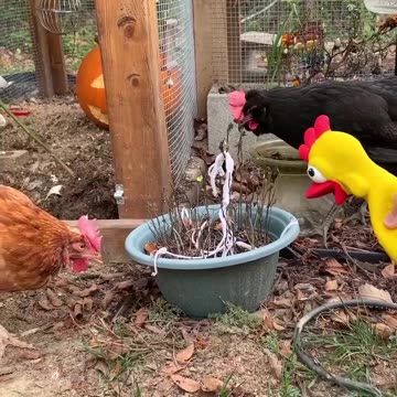 The Crazy One of the Family