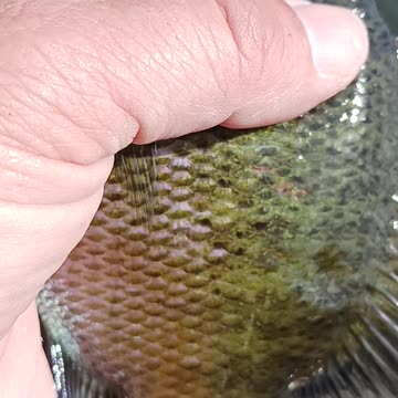 Giant bluegill