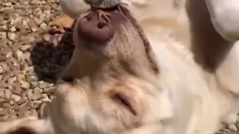 Golden Retriever playing with bird✨