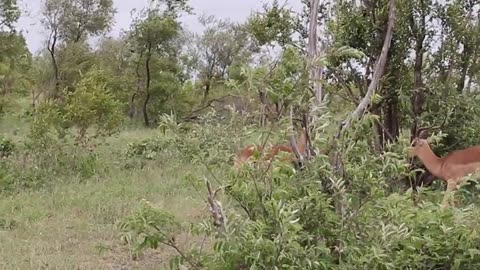 Impala Rams Fighting Copyright Free Animal Videos