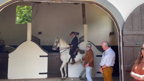 Lusitano Marching in Place