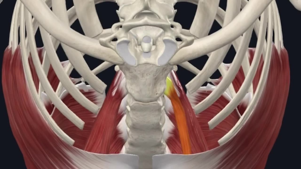 Psoas minor muscle is not a hip flexor