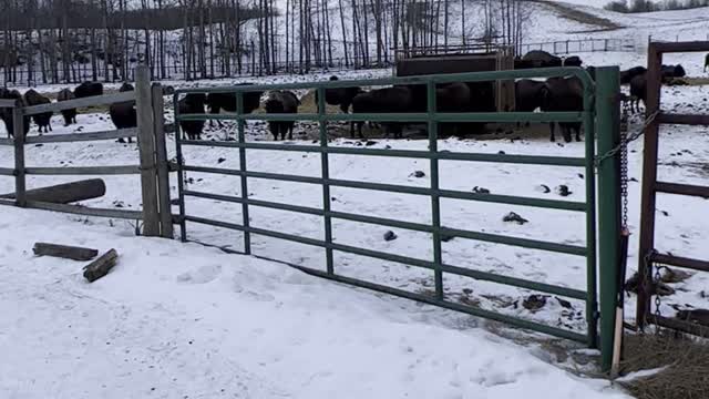 Bison Cows