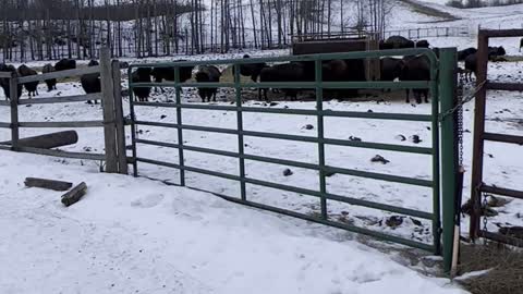 Bison Cows