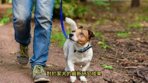 愛犬想要什麼？ 狗狗行為指導