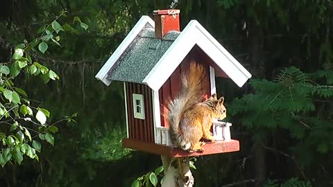 Animal World Squirrel Cute Rodent Nature Animal