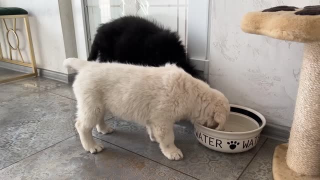 German Shepherd Puppy vs. Her Water Bowl!