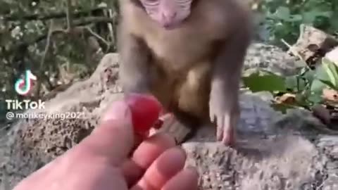 Funny animal video 🤣