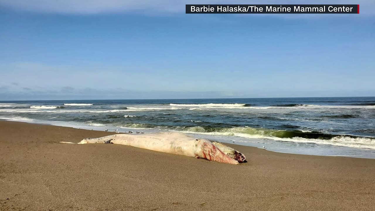 Concern rises as more whales wash ashore in San Fransisco