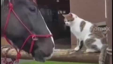 Very fuuny cat and horse fight