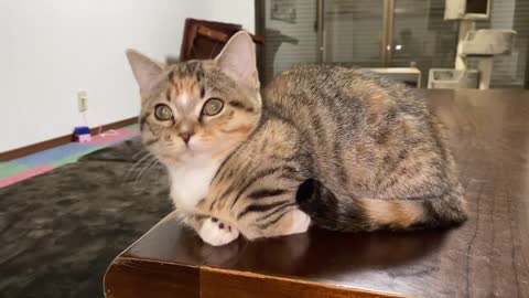 Pretty Cats 220723-10-1128 11_28撮影