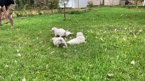 The pups in Evan's yard