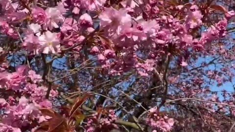 Beautiful Flowers and Birds Voice 💕