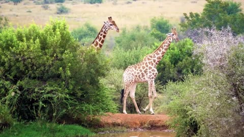 Wildlife animal planet ultra HD