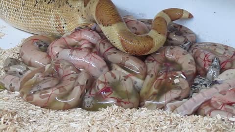 Boa Constrictor Imperator Super Salmon Geburt