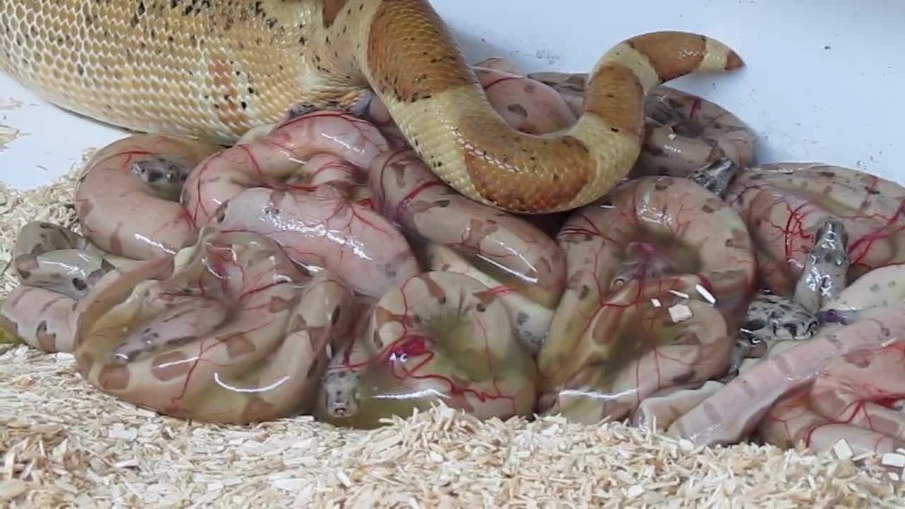 Boa Constrictor Imperator Super Salmon Geburt