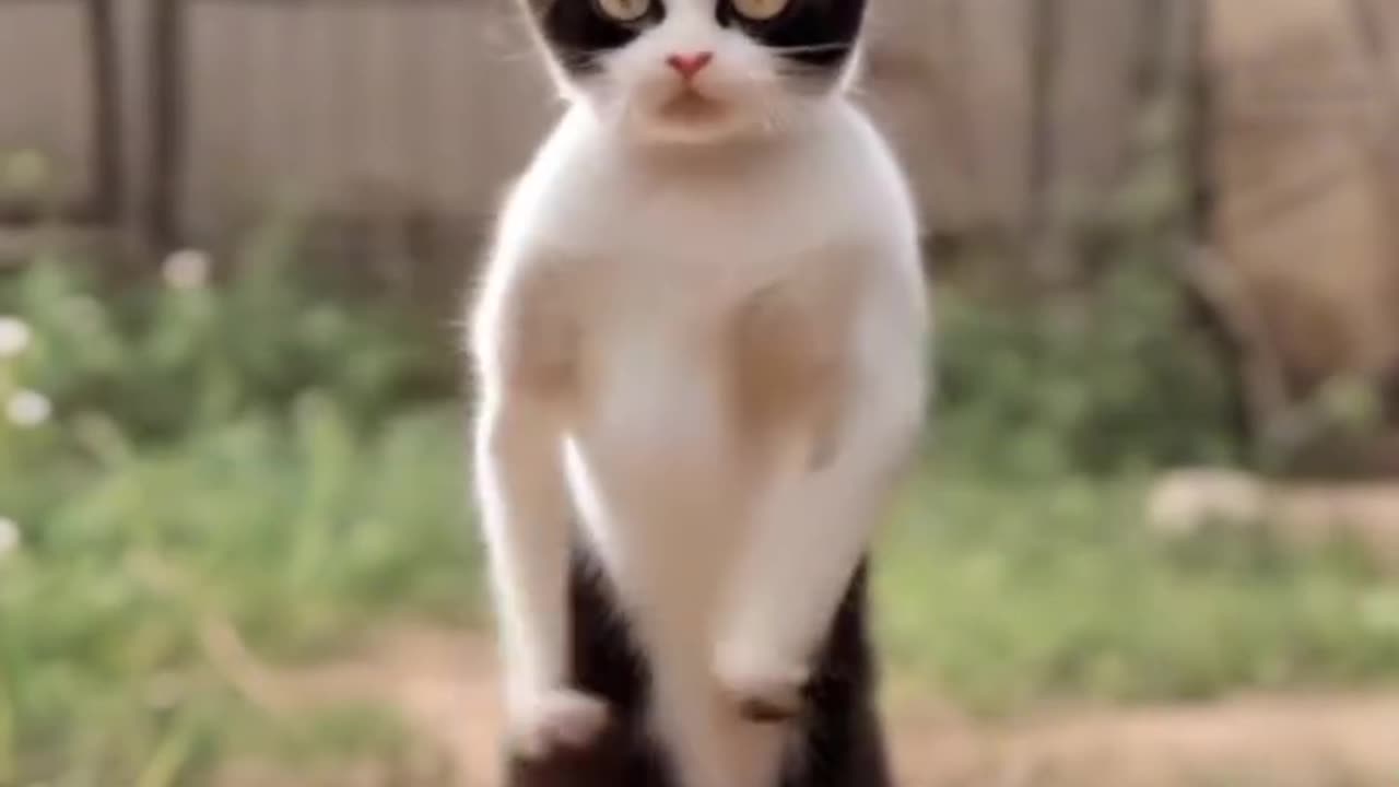 Funny cat's Dance