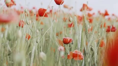 Selective Focus of Red Poopy Flowers While Swaying