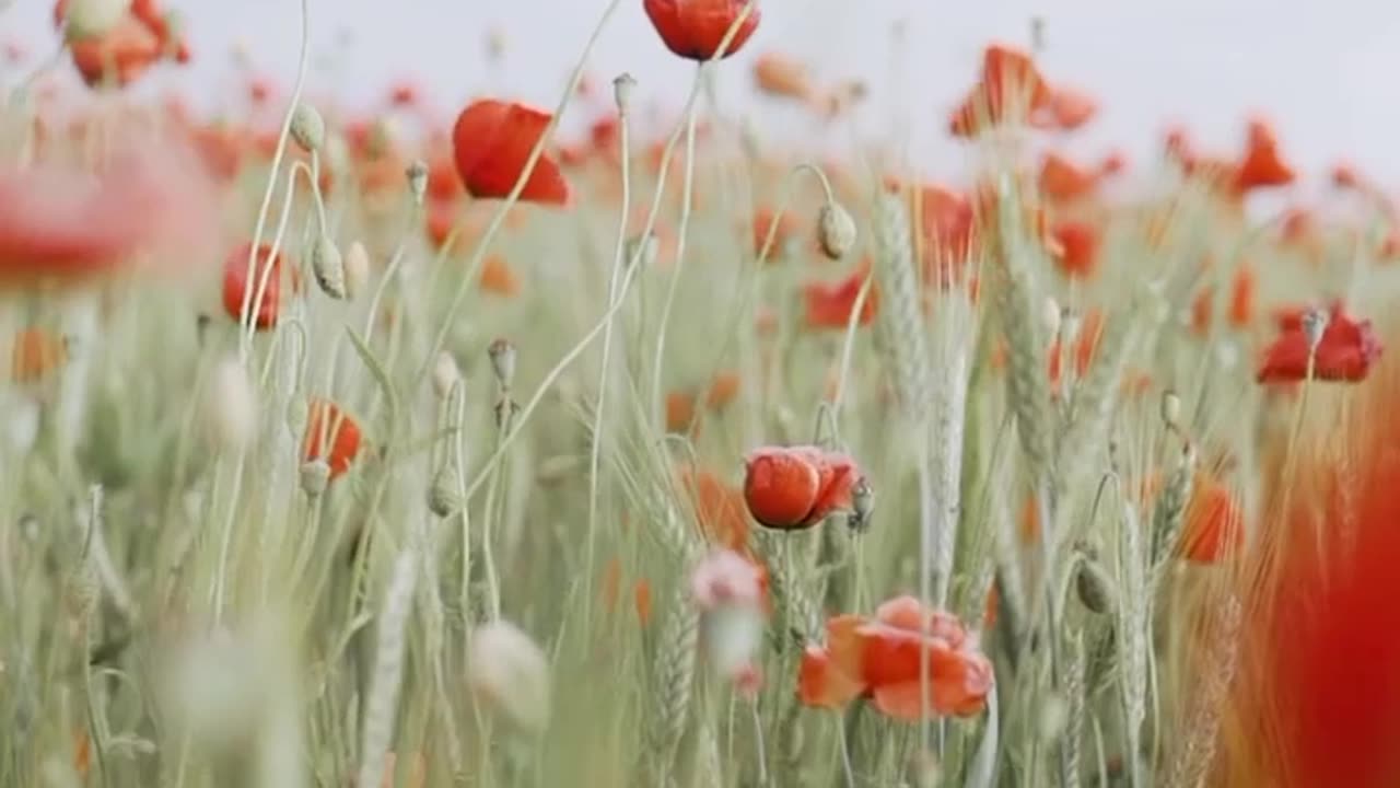 Selective Focus of Red Poopy Flowers While Swaying