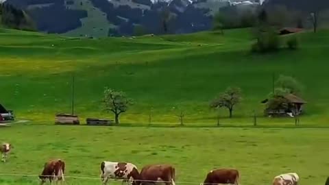 A prairie, a log cabin, a herd of cattle and sheep