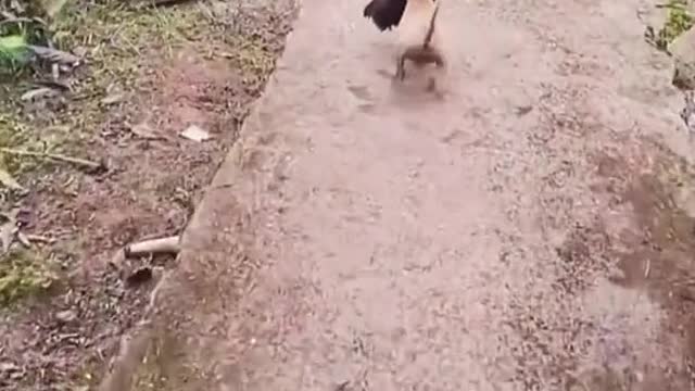 No wonder the chickens have disappeared recently 😂😂
