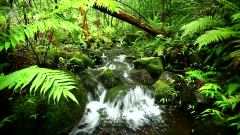 $ 🎧 Relaxing Water Stream & Jungle Sounds Rainforest Nature Sound For Meditation Spa & Relaxation